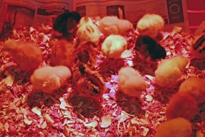 Chicks under the heat lamp.