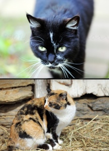 Two of the cats --Simon (the porch cat) and Momma Cat (a barn cat)